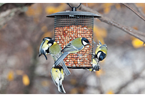 Tips voor vogels voeren