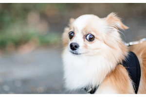 5x tips om vuurwerkstress bij je huisdieren te verminderen