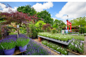 Deze 6 planten zijn het geheim tegen wespen
