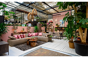 Kerstboom eruit, kamerplant erin