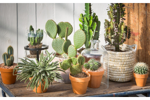 Vijf opvallende voordelen van kamerplanten in huis