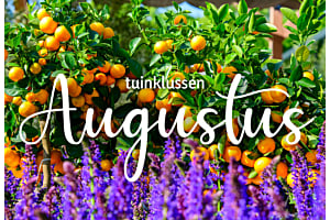 Tuinklussen van de maand | augustus