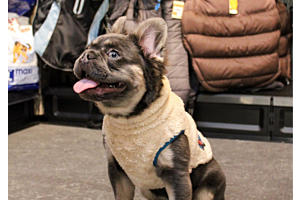 Heeft mijn hond een jas nodig? Feiten en fabels op een rij