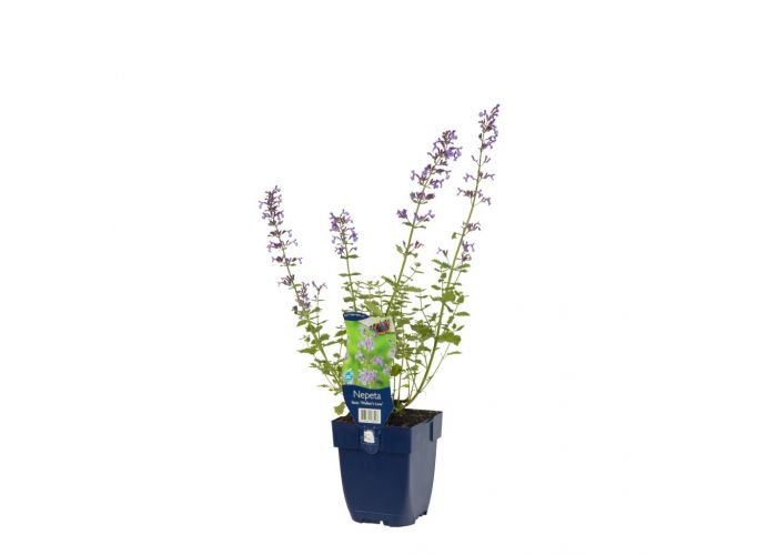 Kattenkruid Nepeta faassenii 'Walker's Low'