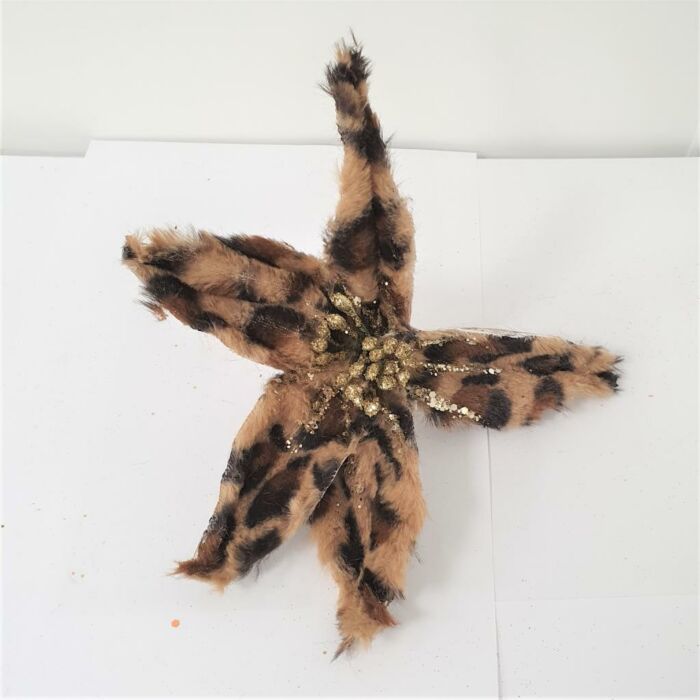 Bloem panterprint 20 cm Bloem panterprint 20 cm