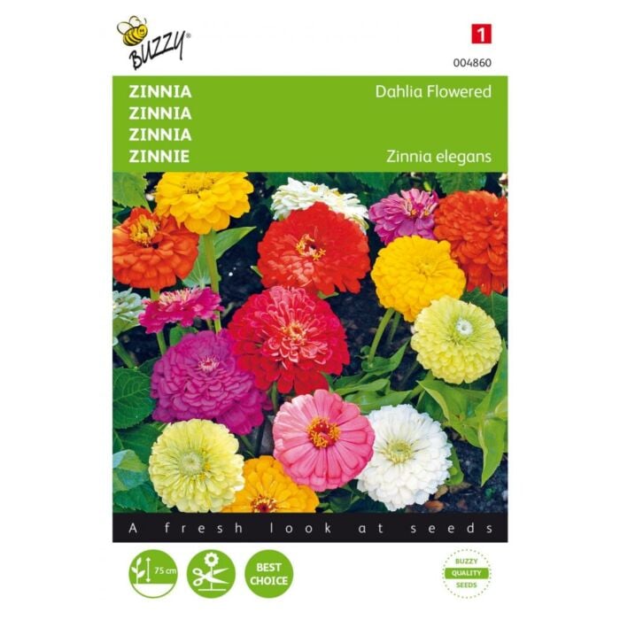 Zinnia Dahliabloemig gemengd - Buzzy Zinnia Dahliabloemig gemengd - Buzzy