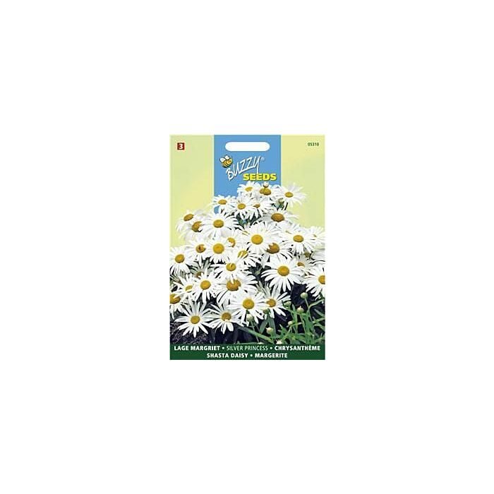 Chrysanthemum, Lage Margriet Silver Princess - Buzzy