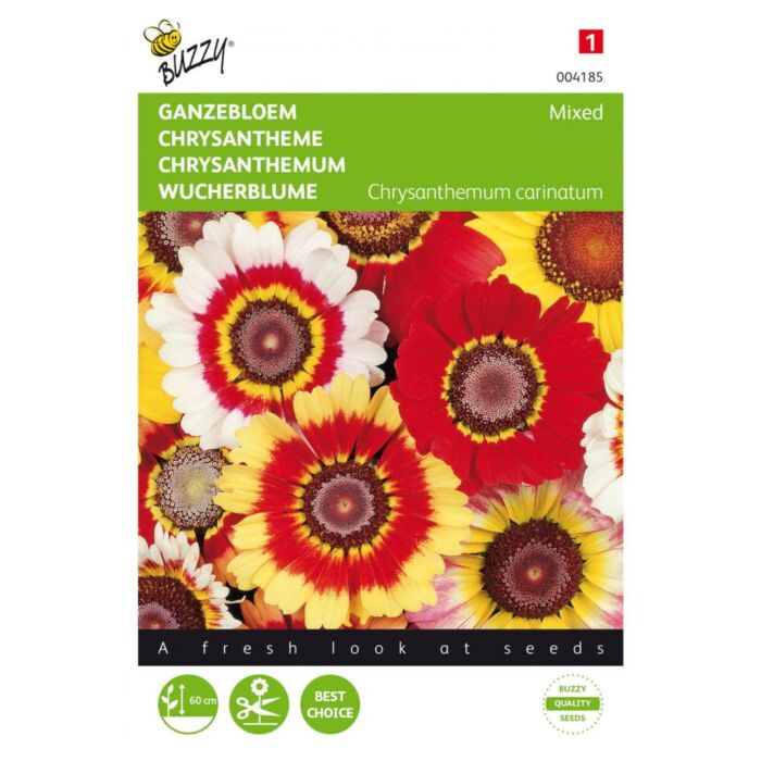 Chrysanthemum, Ganzebloem gemengd - Buzzy
