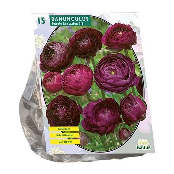 Ranonkel Purple Sensation per 15 Ranonkel Purple Sensation per 15