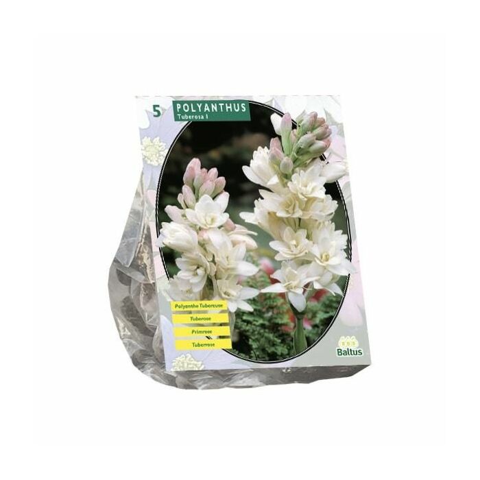 Polyanthus Tuberosa per 5 Polyanthus Tuberosa per 5