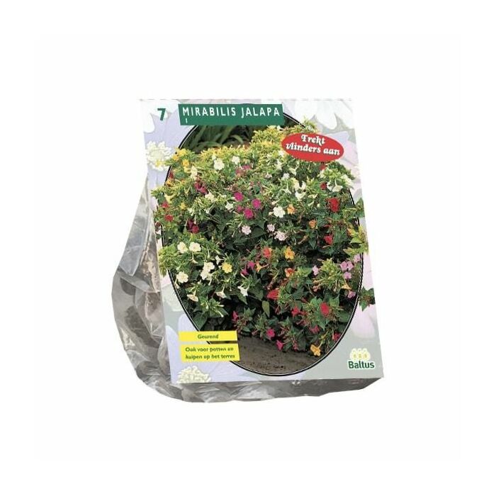 Mirabilis Jalapa per 7
