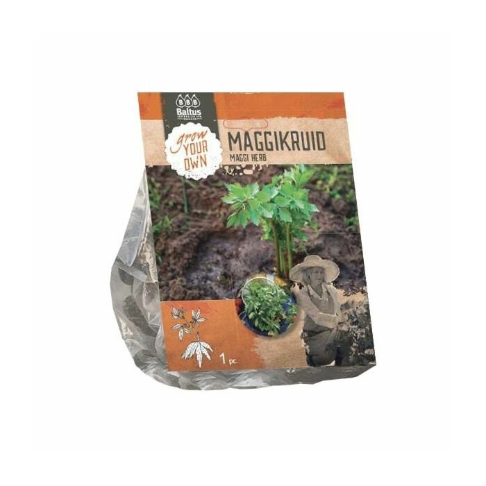 Maggikruid per 1 Maggikruid per 1