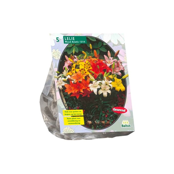 Lilium Mix per 5