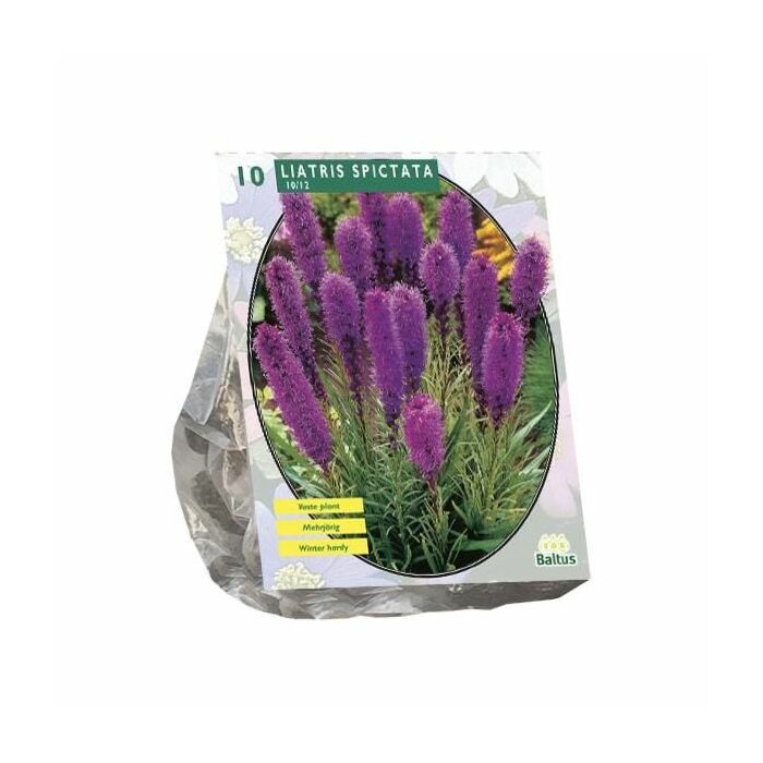 Liatris Spicata, Paars per 10