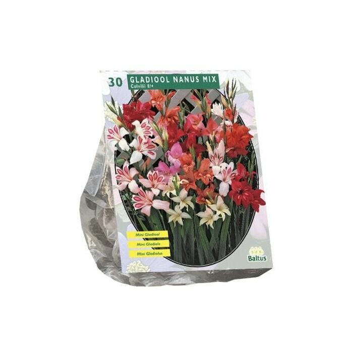 Gladiolus Nanus per 30