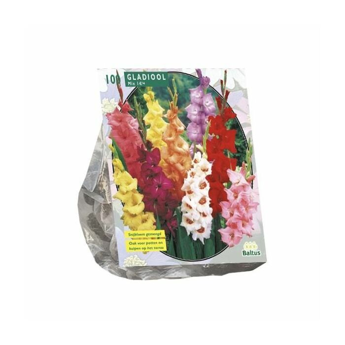 Gladiolus Gemengd per 100 Gladiolus Gemengd per 100