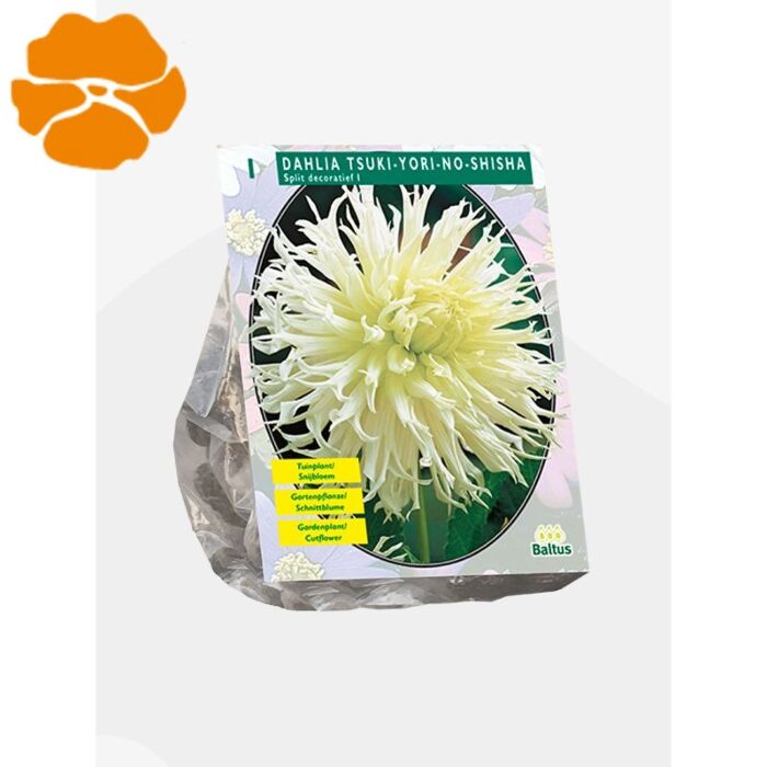 Dahlia Tsuki-Yori-No-Shisha per 1