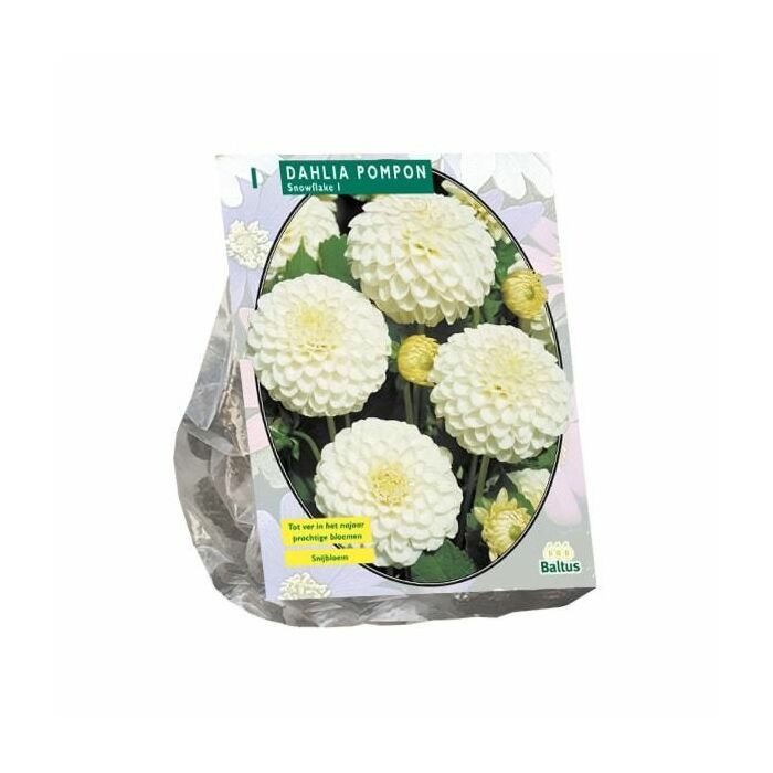 Dahlia Pompon Snowflake per 1 Dahlia Pompon Snowflake per 1