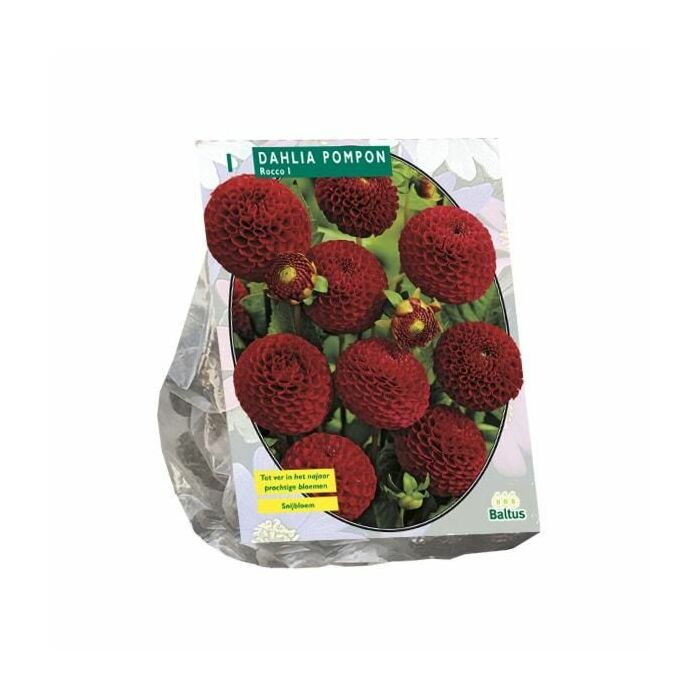 Dahlia Pompon Rocco per 1