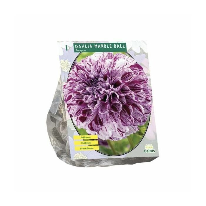 Dahlia Pompon Marble Ball per 1 Dahlia Pompon Marble Ball per 1