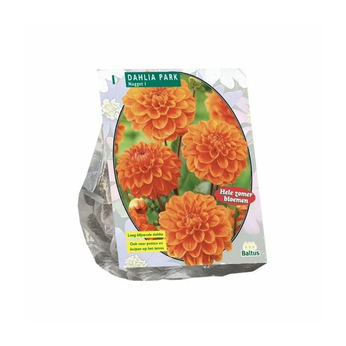Dahlia Park Nugget per 1