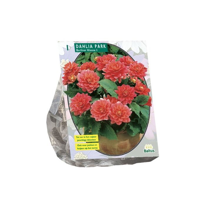 Dahlia Park Berliner Kleene per 1