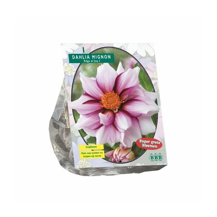 Dahlia Mignon Edge of joy per 1