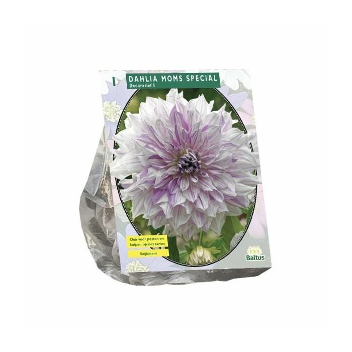 Dahlia Decoratief Mom's Special per 1 Dahlia Decoratief Mom's Special per 1
