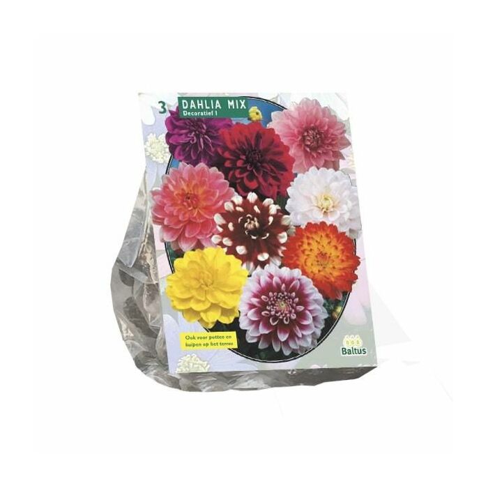 Dahlia Decoratief Mixed per 3