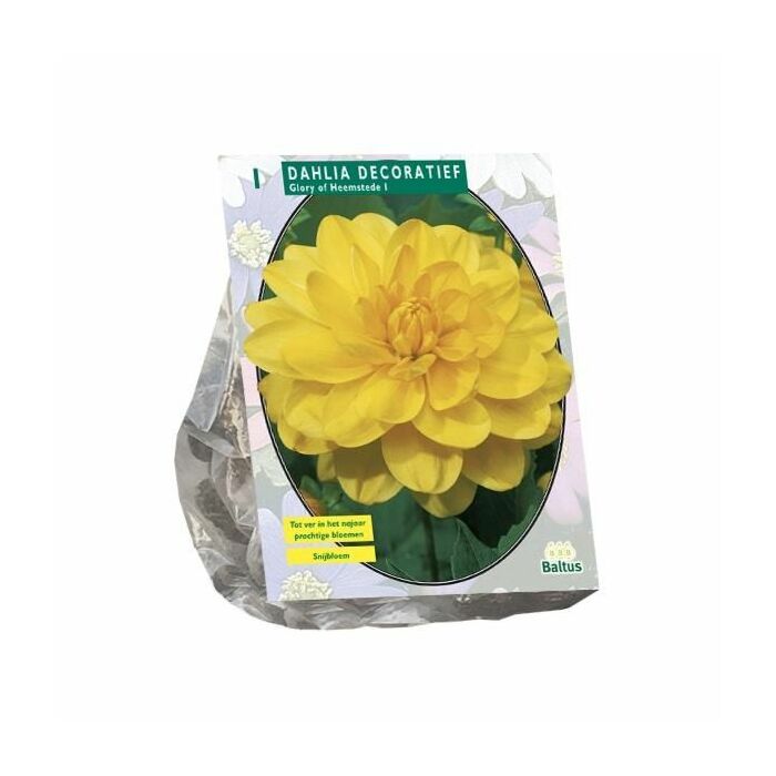 Dahlia Decoratief Glory of Heemstede per 1