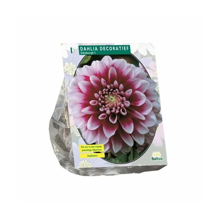 Dahlia Decoratief Edinburgh per 1