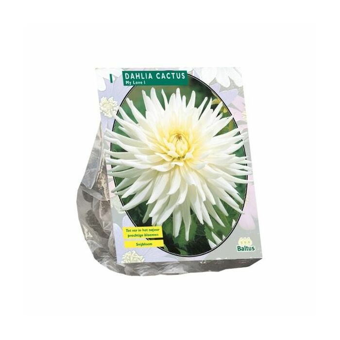 Dahlia Cactus My Love per 1