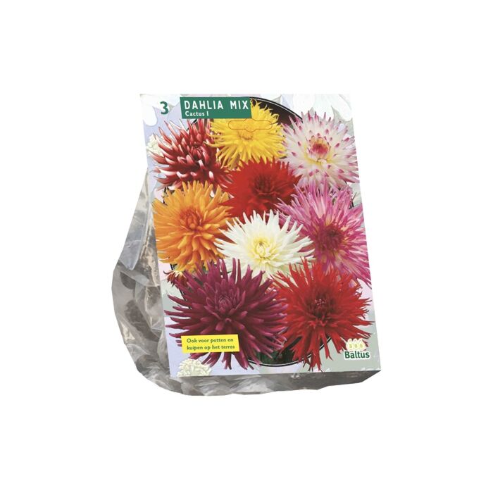 Dahlia Cactus Mixed per 3