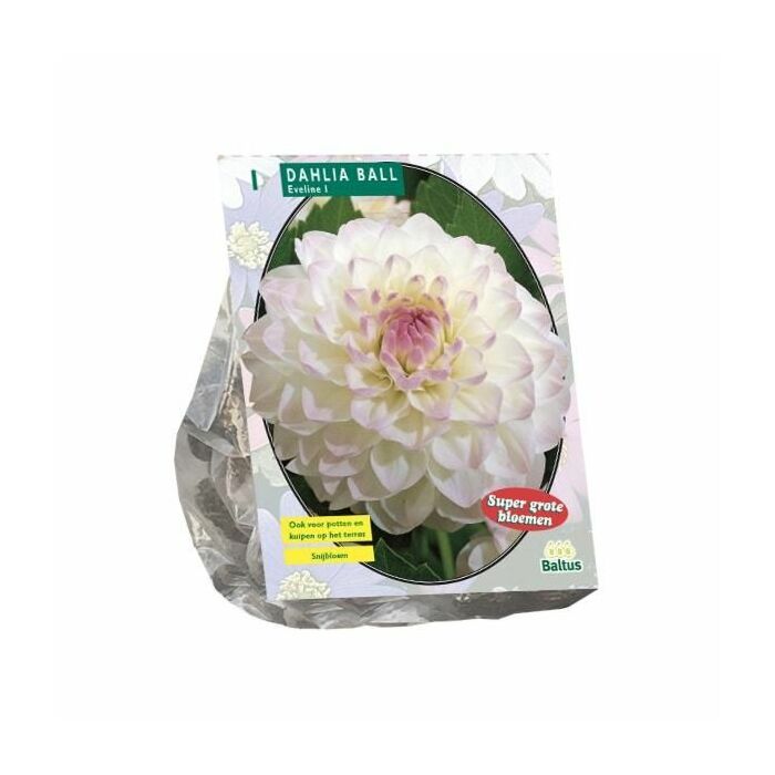 Dahlia Ball Eveline per 1 Dahlia Ball Eveline per 1