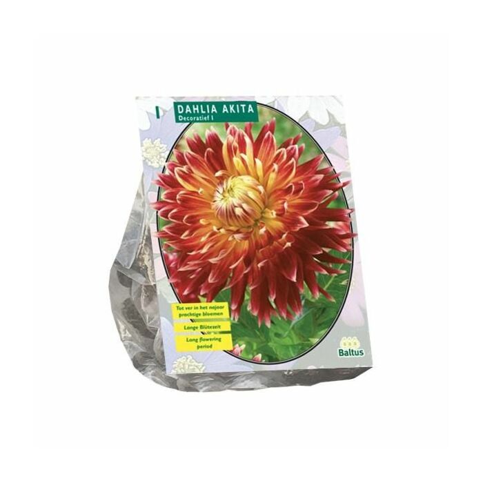 Dahlia Akita per 1 Dahlia Akita per 1