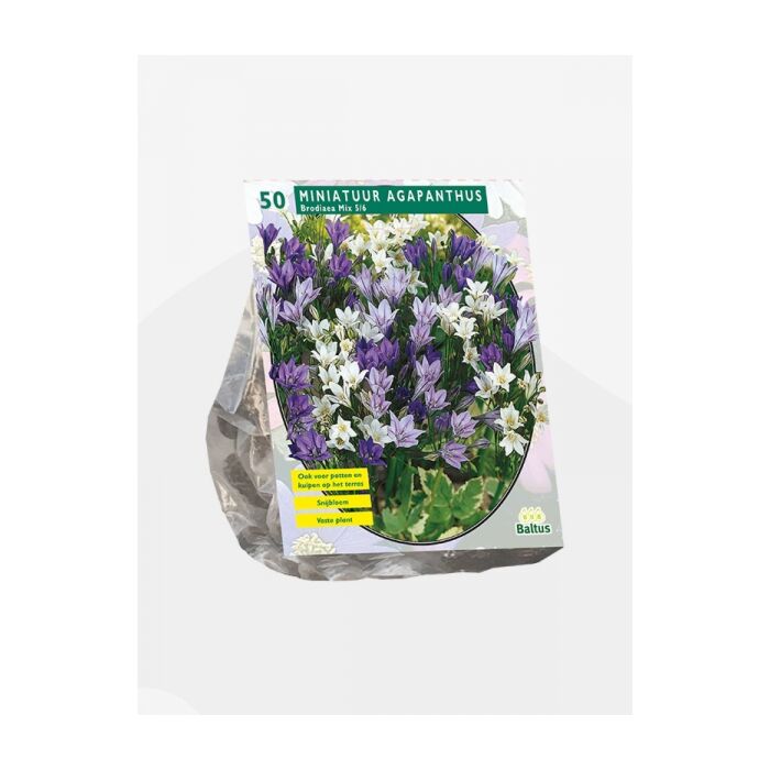 Brodiaea Mix per 50