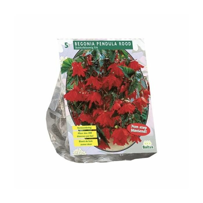 Begonia Pendula, rood per 5 Begonia Pendula, rood per 5