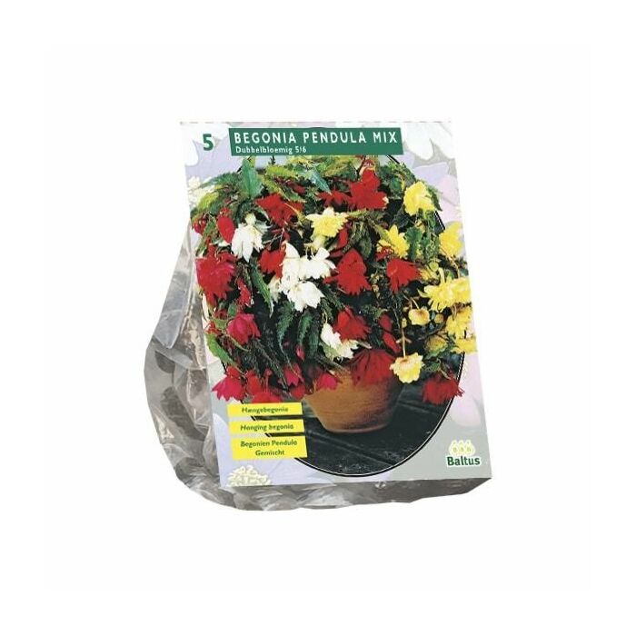 Begonia Pendula, Mix per 5