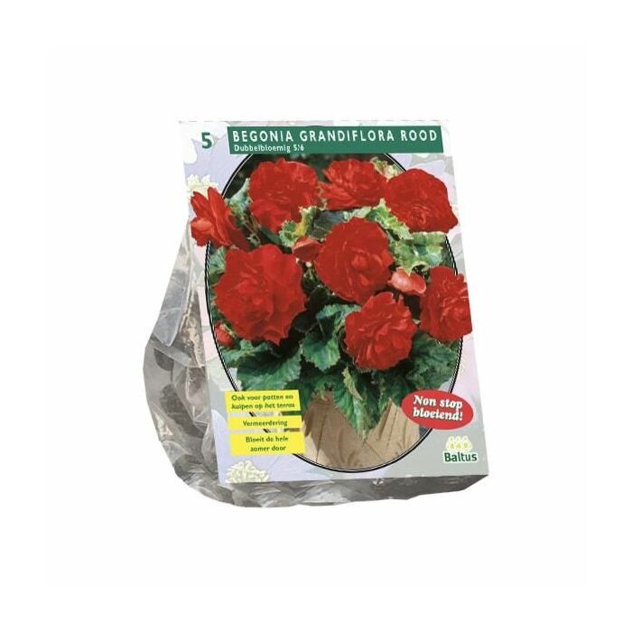 Begonia Dubbel, Rood per 5