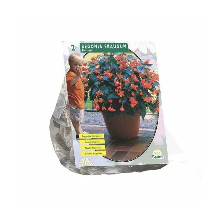 Begonia Bertinii Skaugum per 2 Begonia Bertinii Skaugum per 2