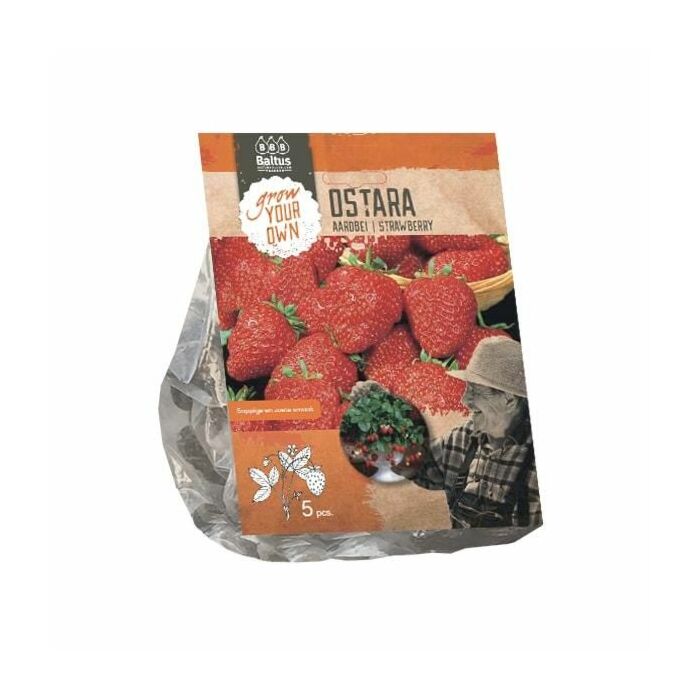 Aardbei Ostara per 5