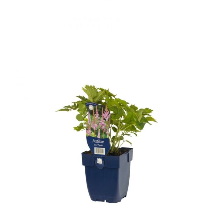 Spirea - Astilbe Chin. 'Pumila'