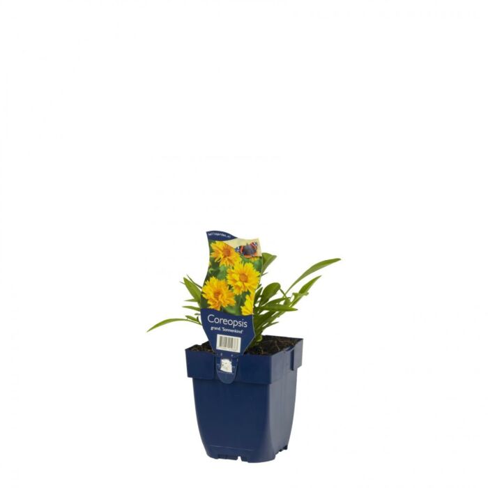 Meisjesogen - Coreopsis grand. 'Sonnenkind' Meisjesogen - Coreopsis grand. 'Sonnenkind'