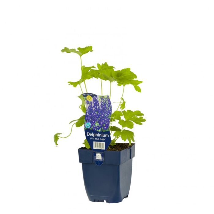 Ridderspoor - Delphinium (P) 'Black Knight'