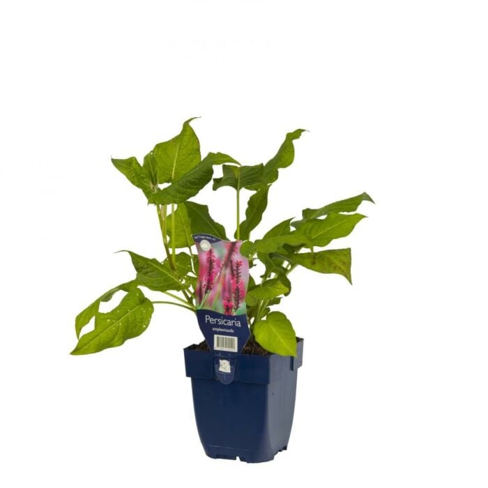 Duizendknoop - Origanum '' Duizendknoop - Origanum ''