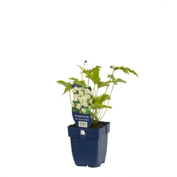 Japanse anemoon - Anemone hybr. 'Hon. Jobert'