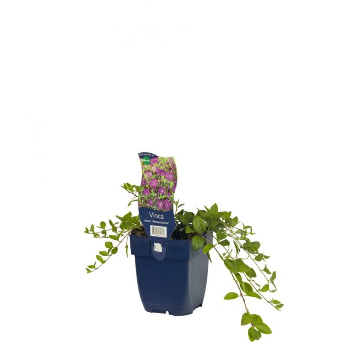 Kleine maagdenpalm - Vinca minor 'Atropurpurea' Kleine maagdenpalm - Vinca minor 'Atropurpurea'