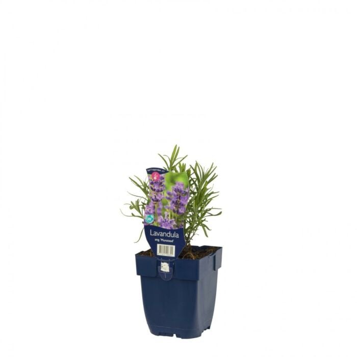 Lavendel - Lavandula ang. 'Munstead'
