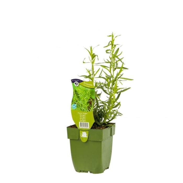 Franse dragon - Artemisia dracunculus