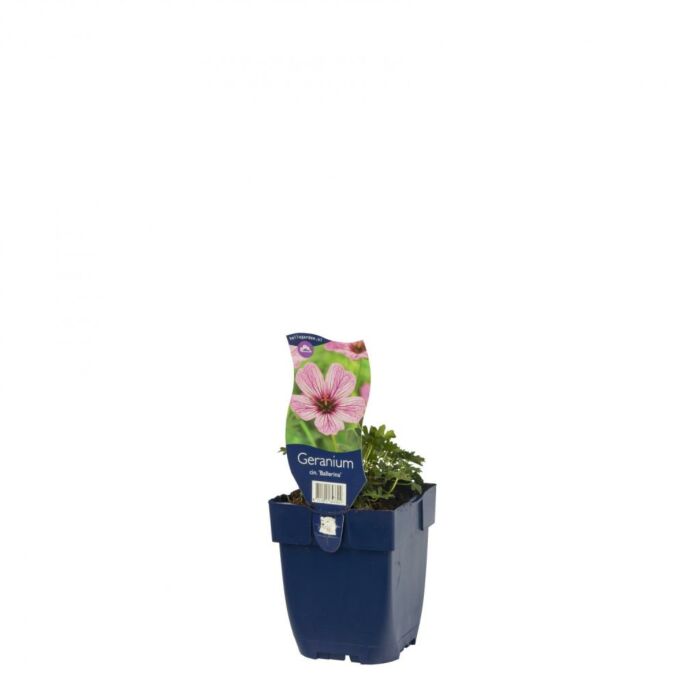 Ooievaarsbek - Geranium cin. 'Ballerina'